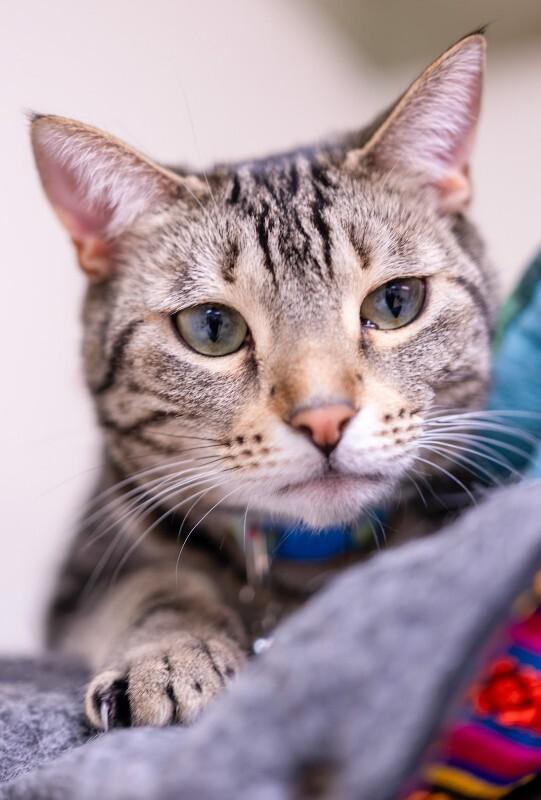 Jiji Ren, Adoptable, Adult Female Domestic Short Hair.