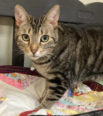 Jiji Ren, a Adoptable Domestic Short Hair in Arlington, WA image 5/6