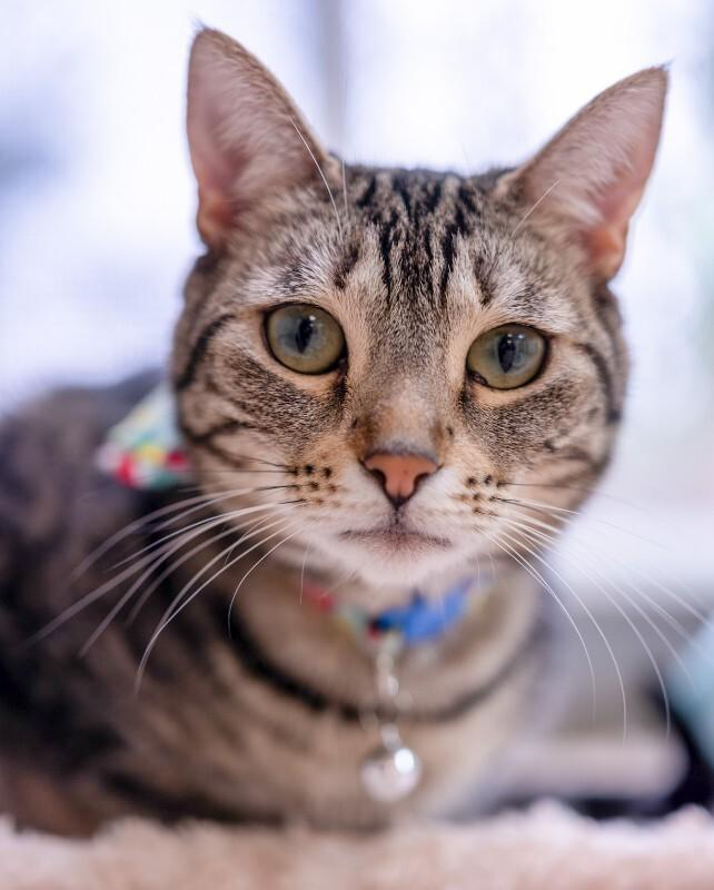 Jiji Ren, a Adoptable Domestic Short Hair in Arlington, WA image 6/6