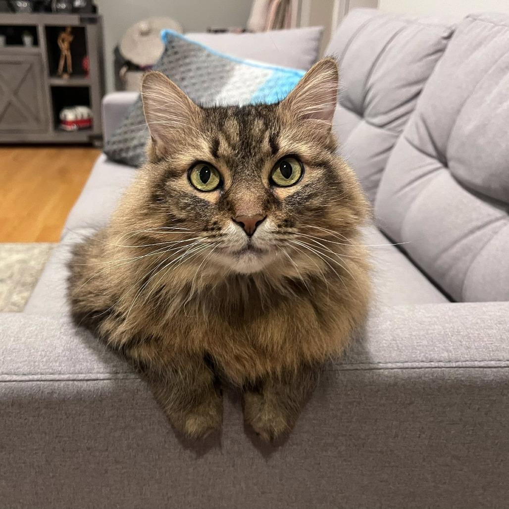 Enlarge Luna, a Adoptable Domestic Long Hair in Deerfield, IL image 1/5