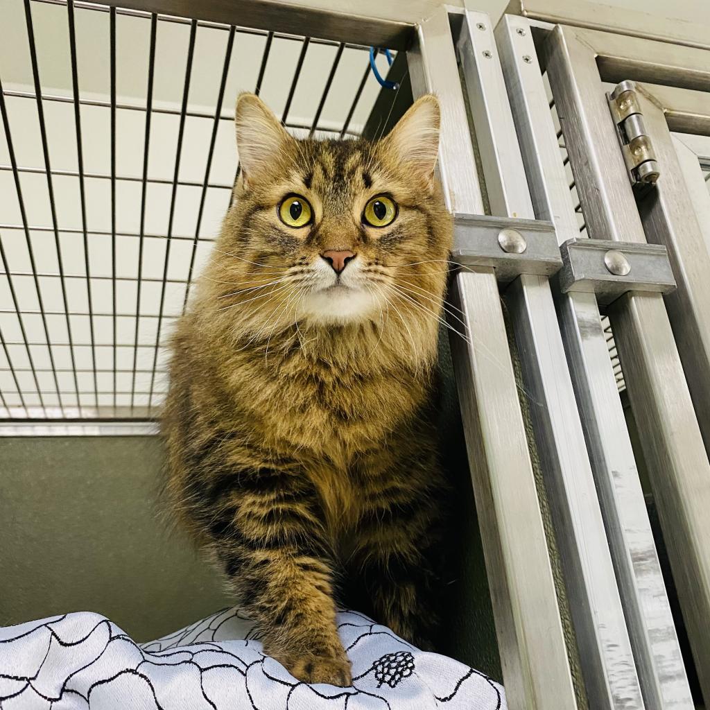 Enlarge Luna, a Adoptable Domestic Long Hair in Deerfield, IL image 2/5
