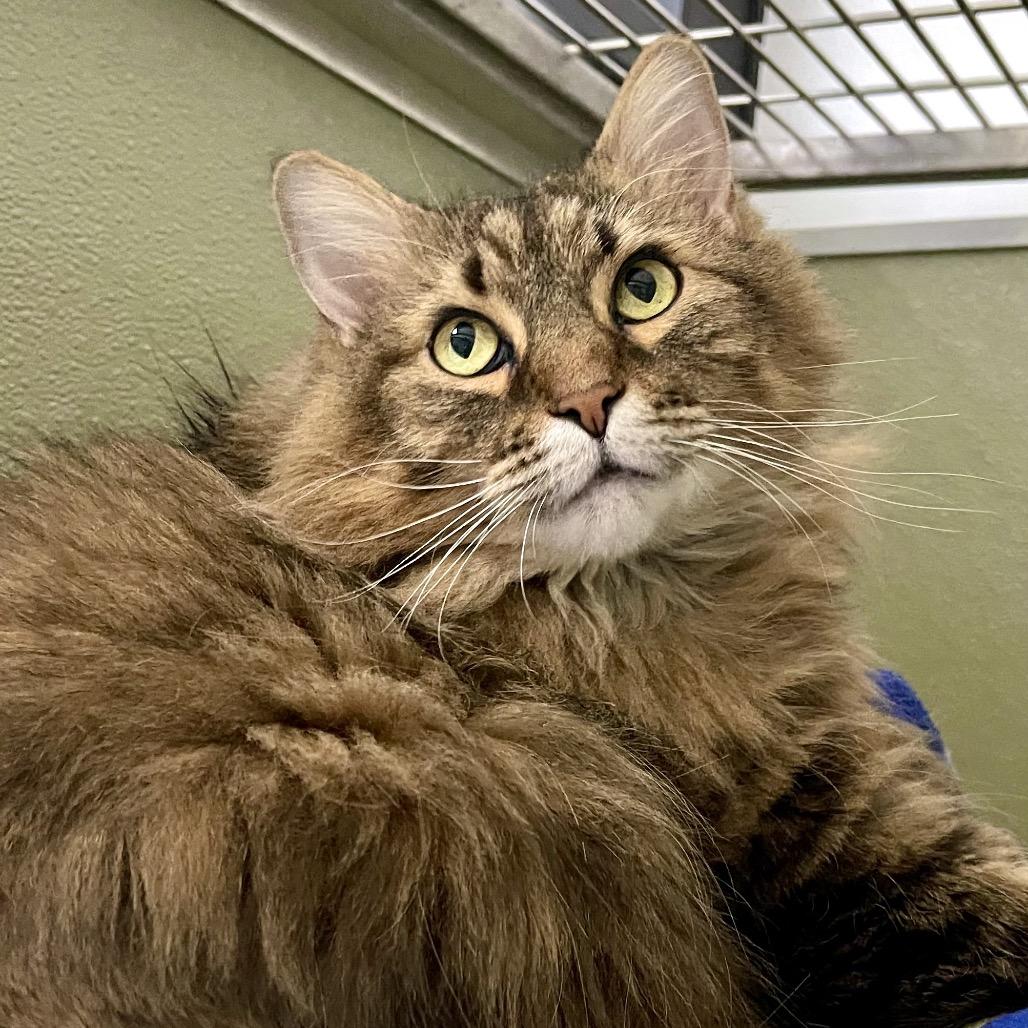 Enlarge Luna, a Adoptable Domestic Long Hair in Deerfield, IL image 3/5