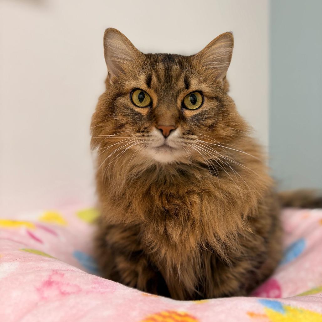 Enlarge Luna, a Adoptable Domestic Long Hair in Deerfield, IL image 4/5