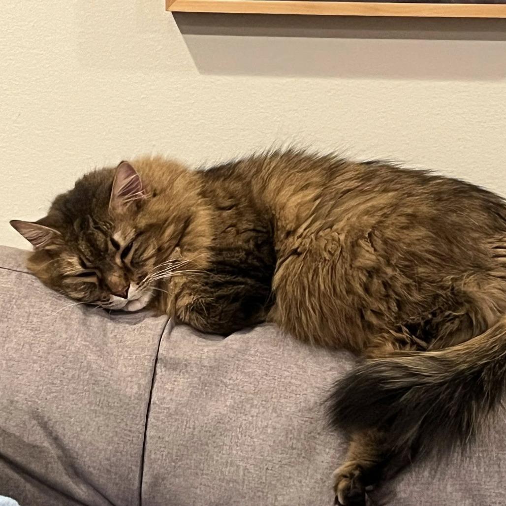 Enlarge Luna, a Adoptable Domestic Long Hair in Deerfield, IL image 5/5
