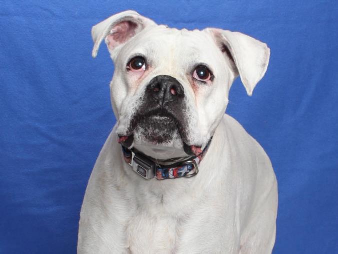 MISSISSIPPI, Adoptable, Adult Female Boxer.
