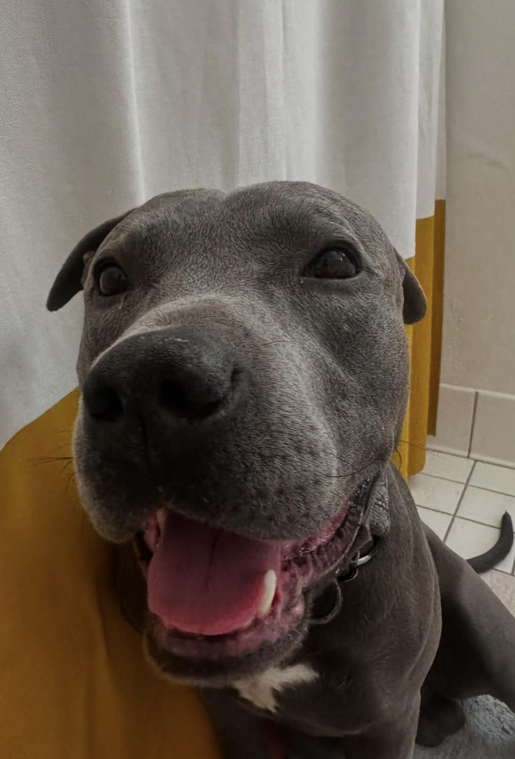 Enlarge Blue, an adopted mixed breed in Pasadena, CA image 6/6