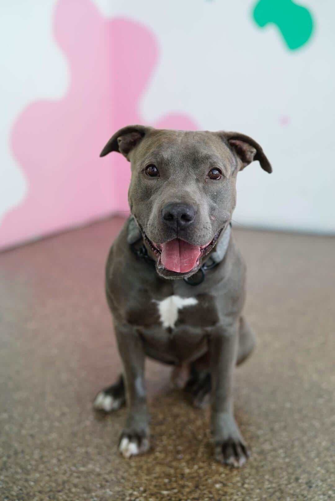 Enlarge Blue, an adopted mixed breed in Pasadena, CA image 3/6