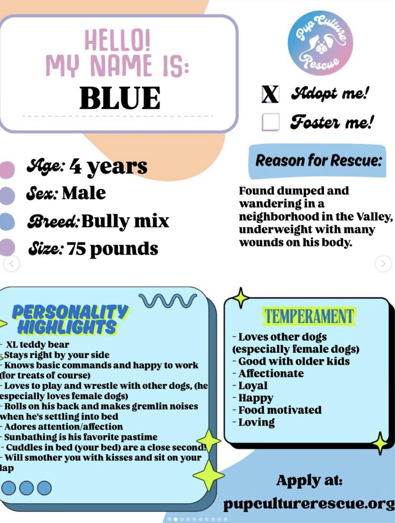 Enlarge Blue, an adopted mixed breed in Pasadena, CA image 2/6