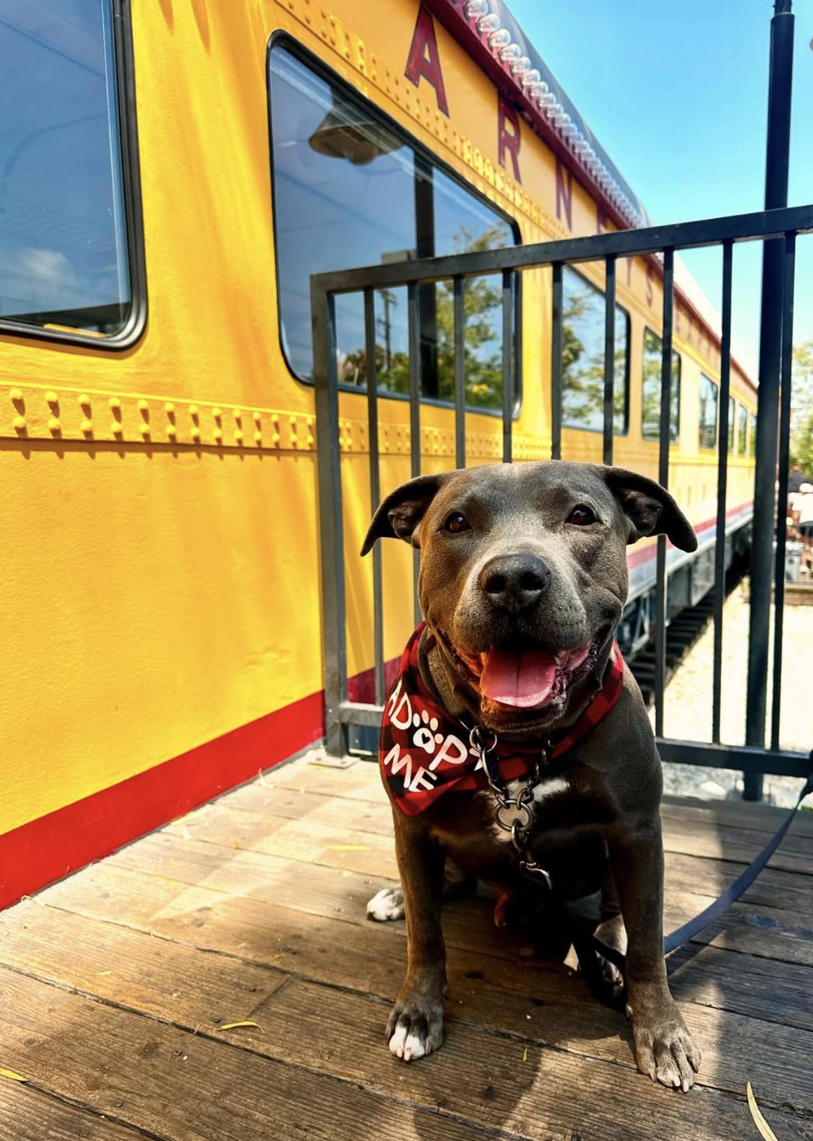 Enlarge Blue, an adopted mixed breed in Pasadena, CA image 4/6