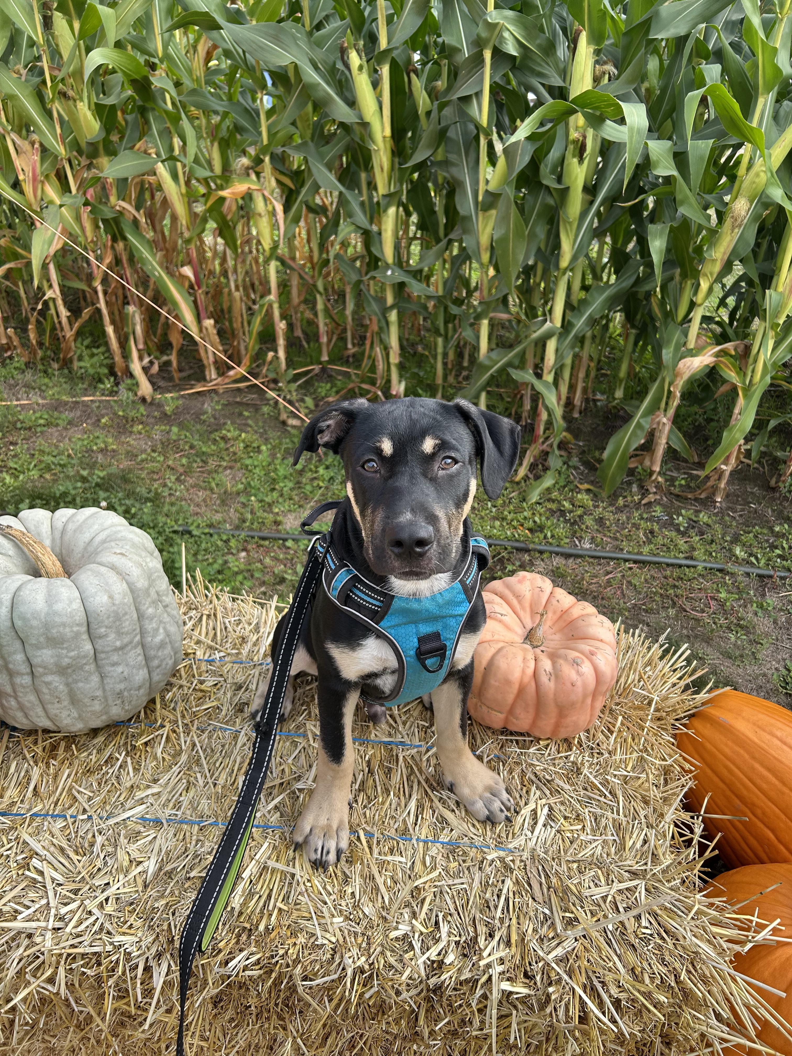 Rocky, Adoptable, Puppy Male Mixed Breed.