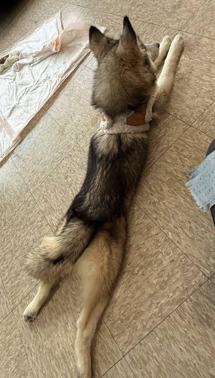 Bailey, an adoptable Pomsky in Glendale, NY, 11385 | Photo Image 5