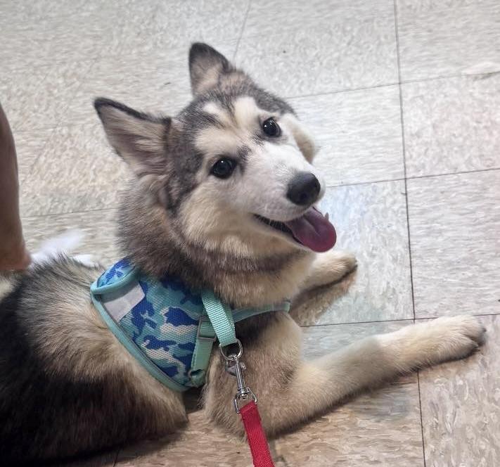 Bailey, an adoptable Pomsky in Glendale, NY, 11385 | Photo Image 2