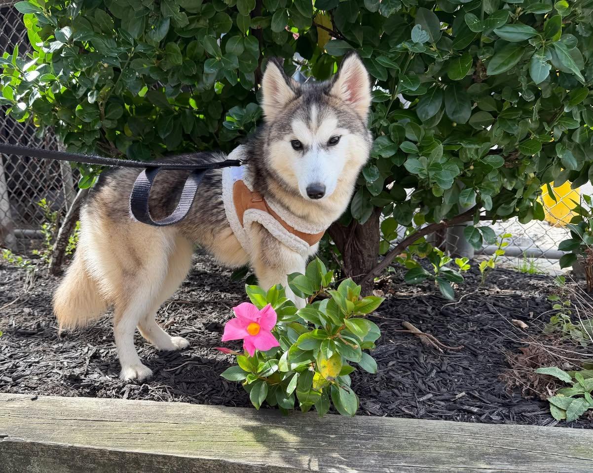 Bailey, an adoptable Pomsky in Glendale, NY, 11385 | Photo Image 4