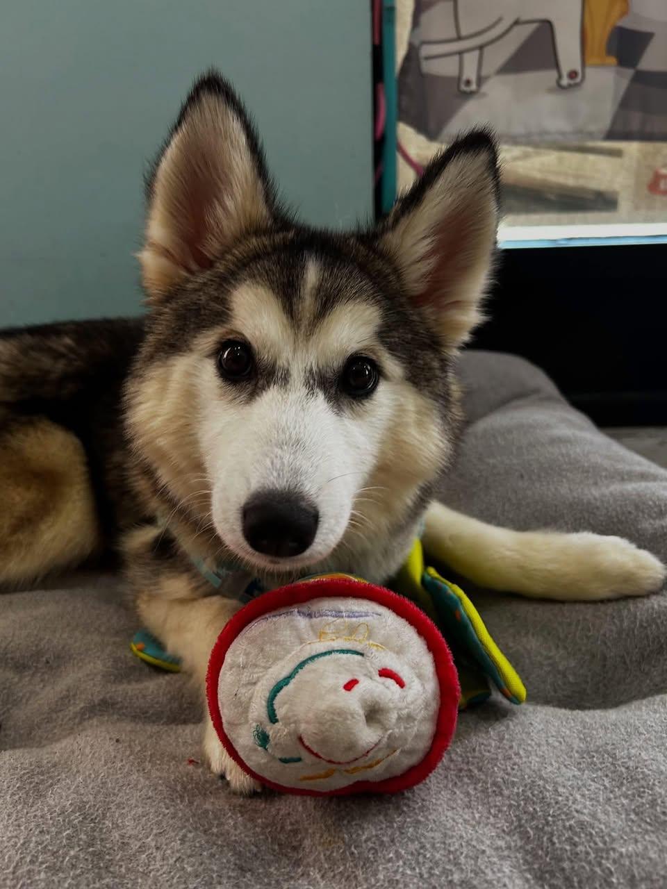 Bailey, an adoptable Pomsky in Glendale, NY, 11385 | Photo Image 1