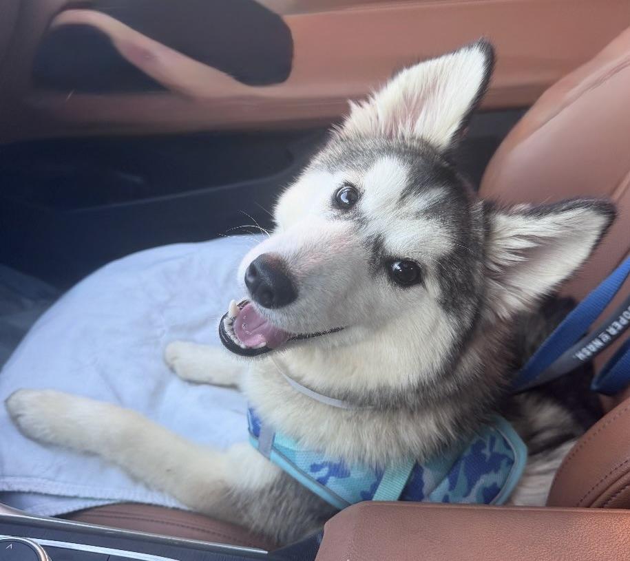 Bailey, an adoptable Pomsky in Glendale, NY, 11385 | Photo Image 3