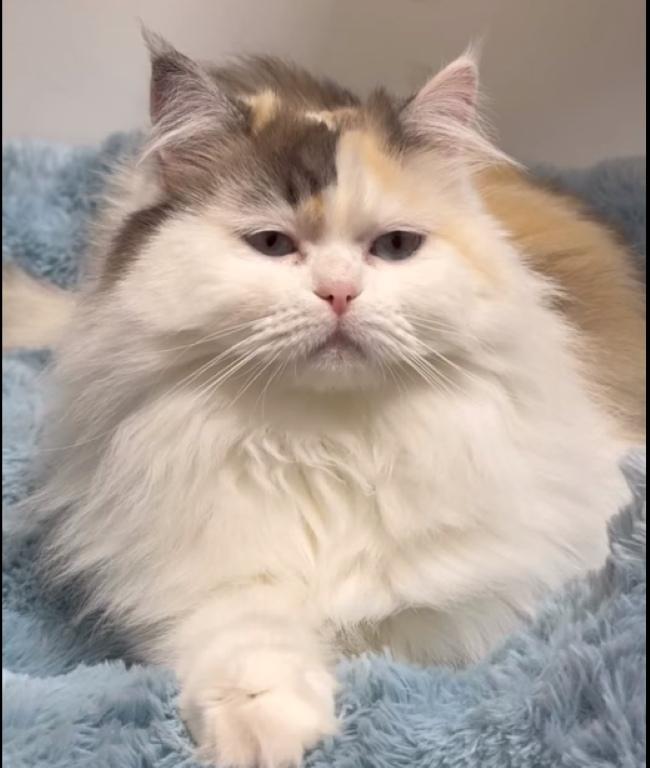 MISTY, Adopted, Adult Female Persian.