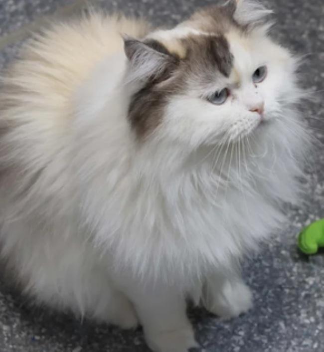 Enlarge MISTY, a Adopted Persian in Madison, WI image 3/4