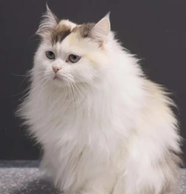 Enlarge MISTY, a Adopted Persian in Madison, WI image 2/4