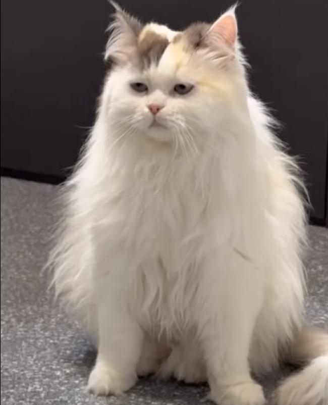 Enlarge MISTY, a Adopted Persian in Madison, WI image 4/4
