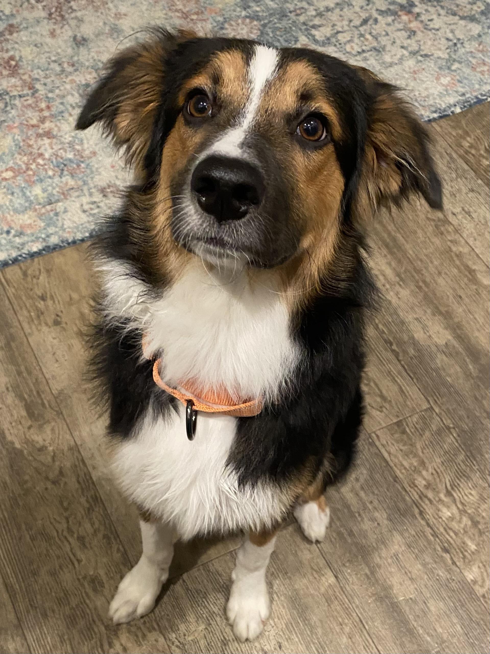 Rudy, ADOPTABLE, Young Male Border Collie & Australian Shepherd.