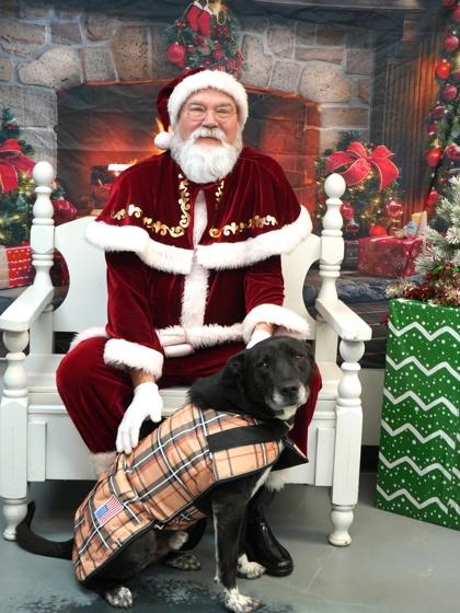 Bruno (NO CATS), Adoptable, Adult Male Labrador Retriever & Mixed Breed.