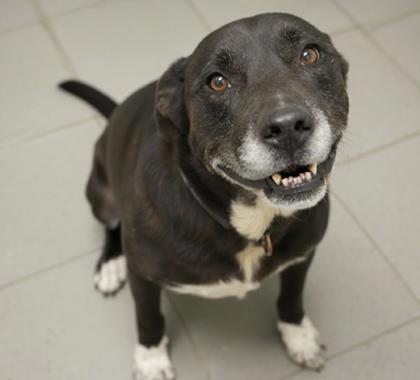 Enlarge Bruno (NO CATS), a Adoptable mixed breed in Bowling Green, KY image 1/3