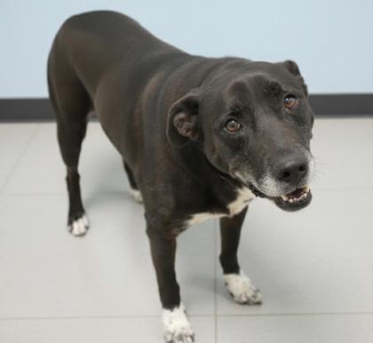 Enlarge Bruno (NO CATS), a Adoptable mixed breed in Bowling Green, KY image 2/3