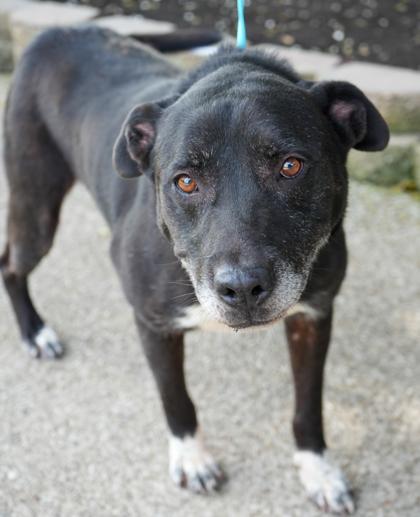 Enlarge Bruno (NO CATS), a Adoptable mixed breed in Bowling Green, KY image 3/3