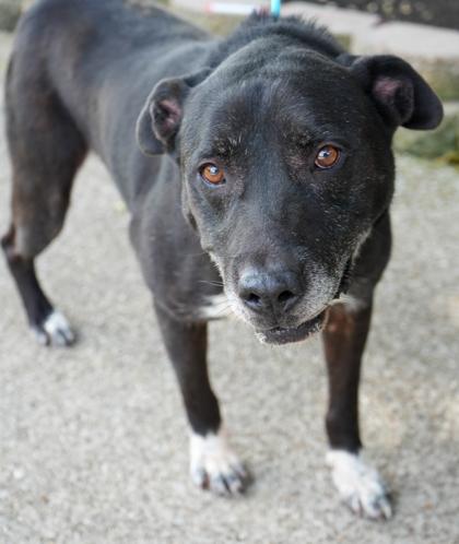 Enlarge Bruno (NO CATS), a Adoptable mixed breed in Bowling Green, KY image 3/3