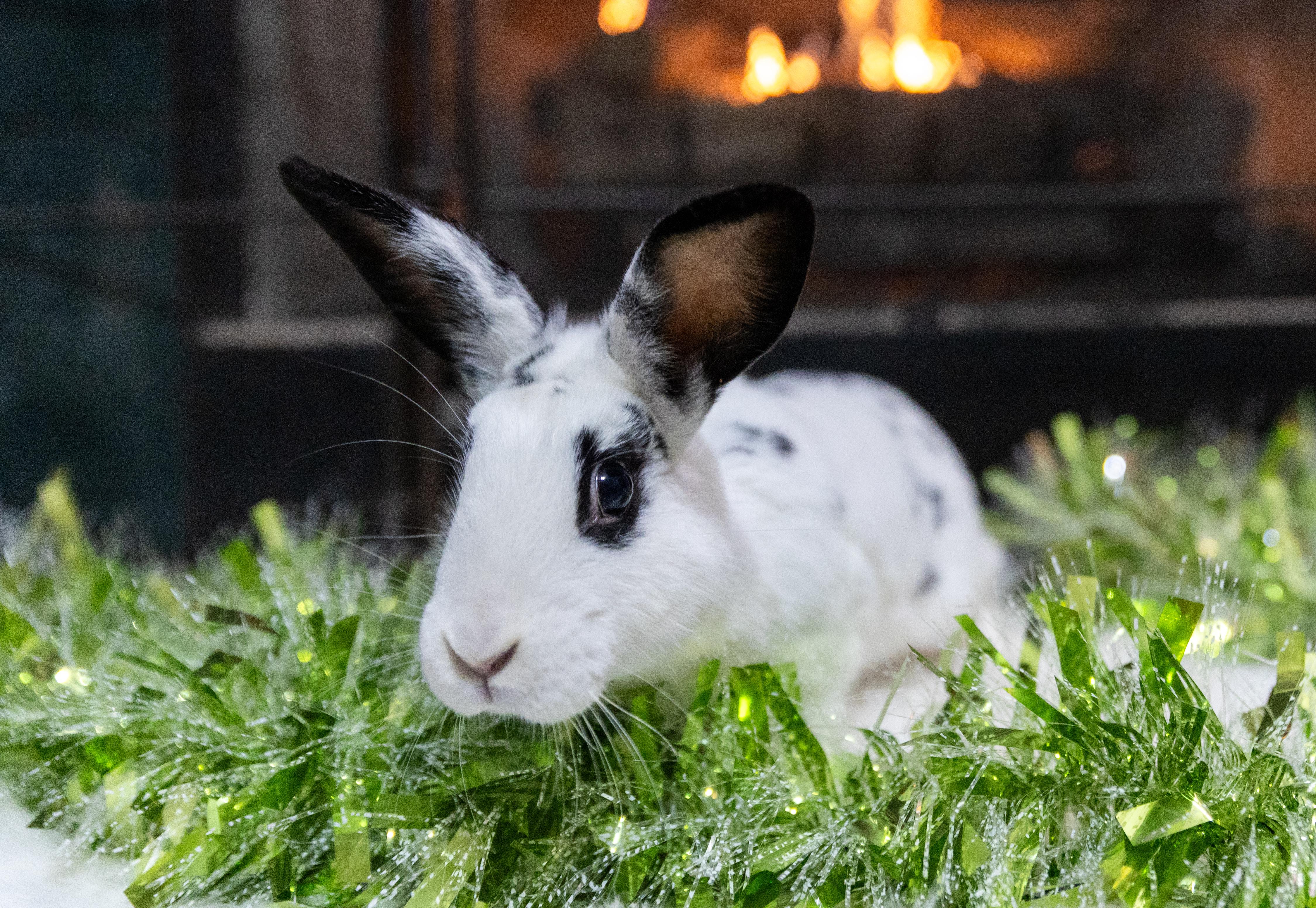 Enlarge Fig, a Adoptable mixed breed in North Little Rock, AR image 1/4