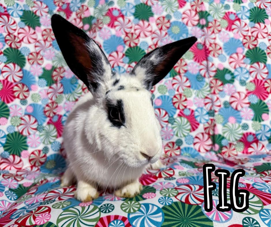 Enlarge Fig, a Adoptable mixed breed in North Little Rock, AR image 2/4