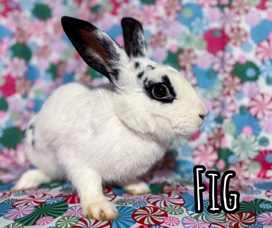 Enlarge Fig, a Adoptable mixed breed in North Little Rock, AR image 3/4