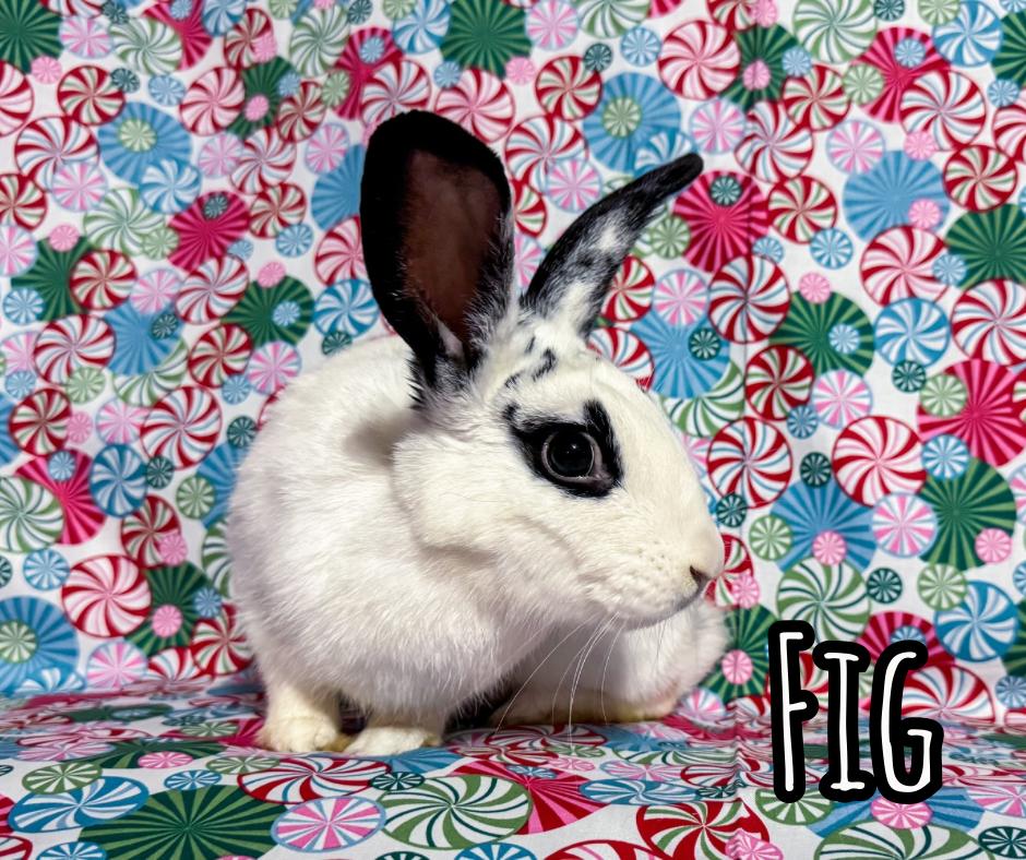 Enlarge Fig, a Adoptable mixed breed in North Little Rock, AR image 4/4