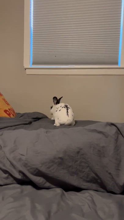 Enlarge Fig, a Adoptable mixed breed in North Little Rock, AR video 2/6