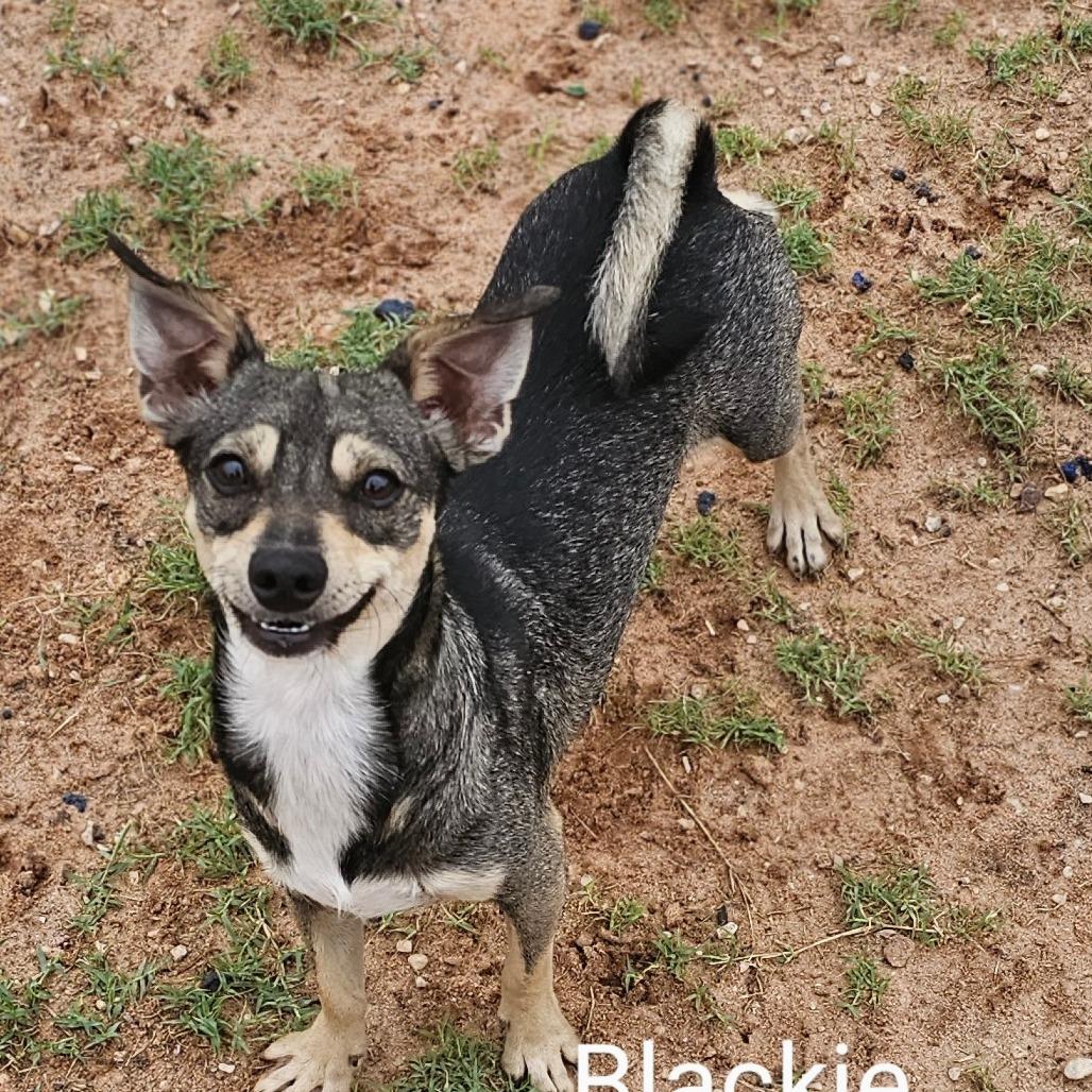 Blackie — thumbnail 2