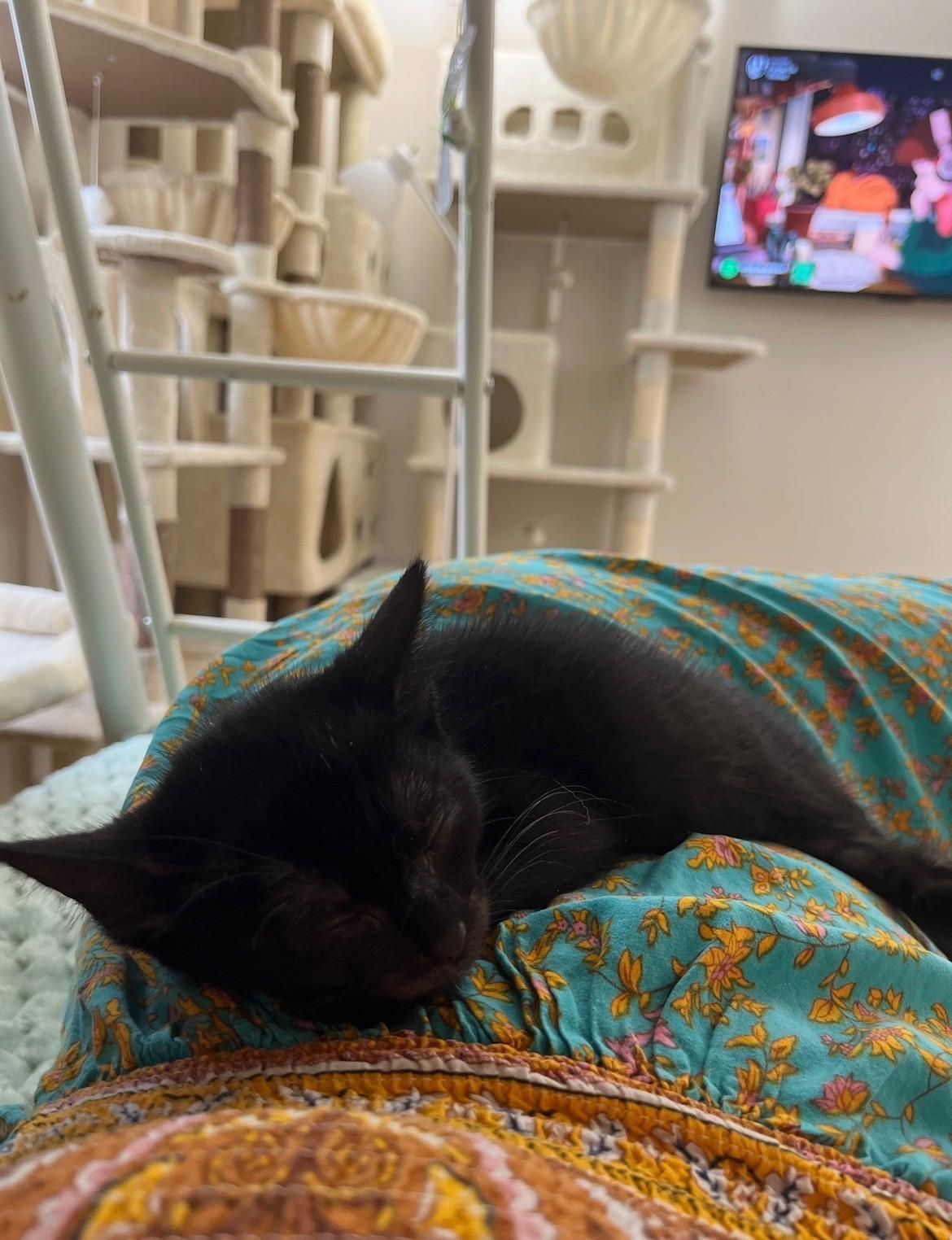 Enlarge Bambina, a Adopted Domestic Short Hair in Jacksonville, FL image 2/2