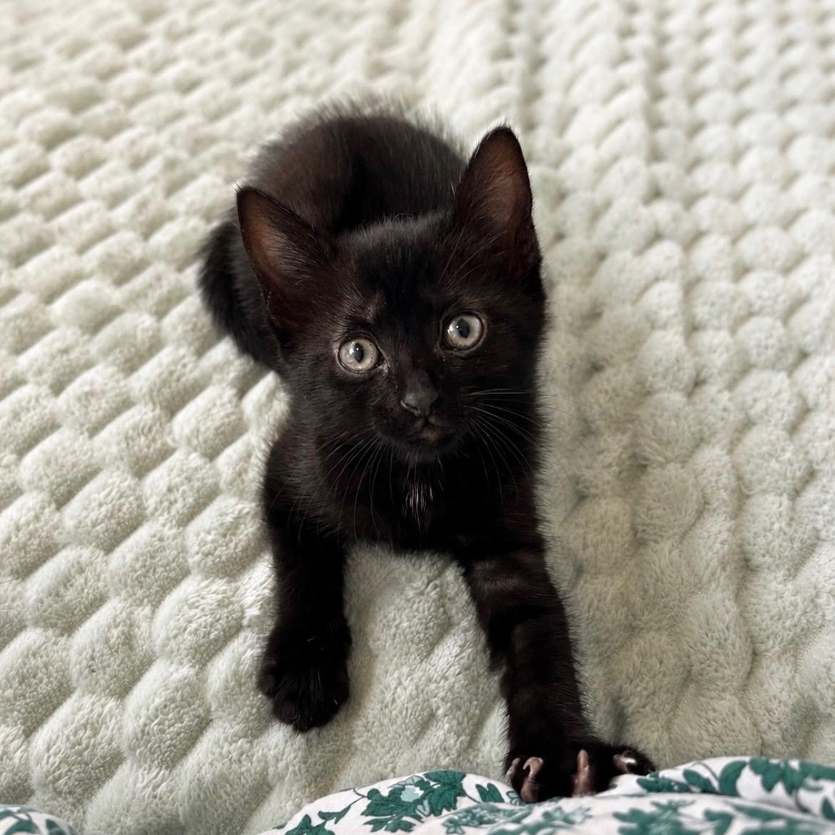 Enlarge Bambina, a Adopted Domestic Short Hair in Jacksonville, FL image 1/2