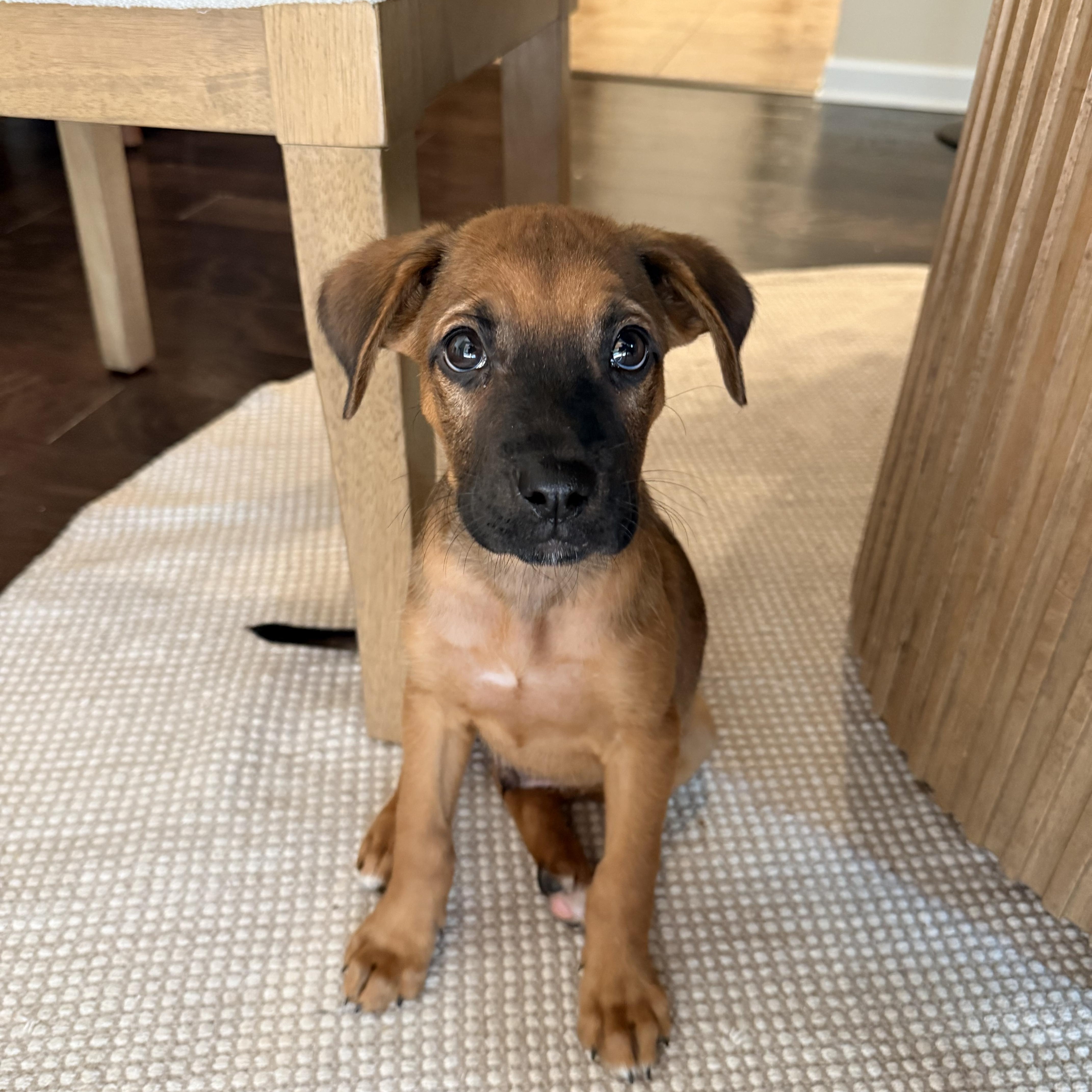 Rusty, Adopted, Puppy Male Shepherd.