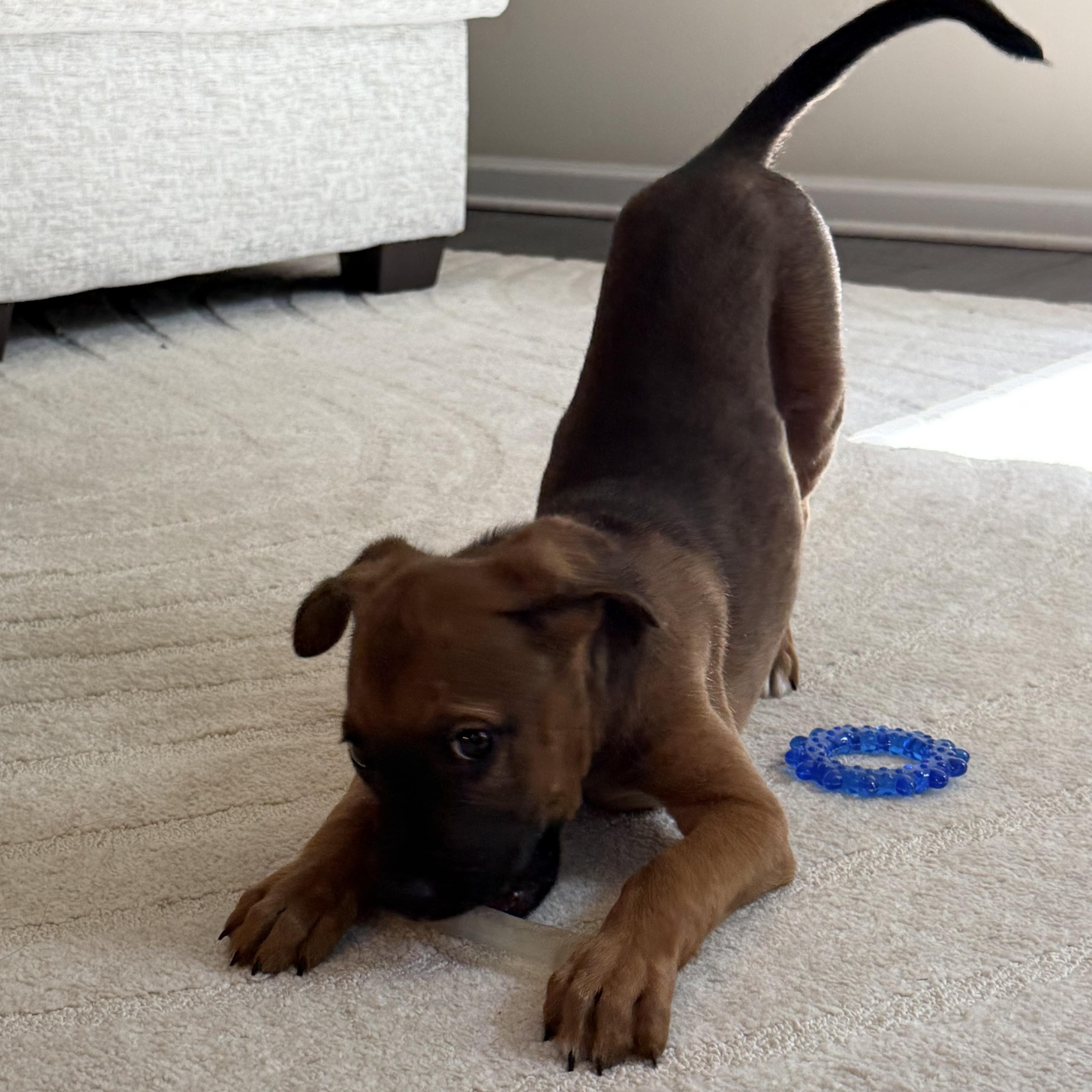 Enlarge Rusty, a Adopted Shepherd in Charlotte, NC image 3/4