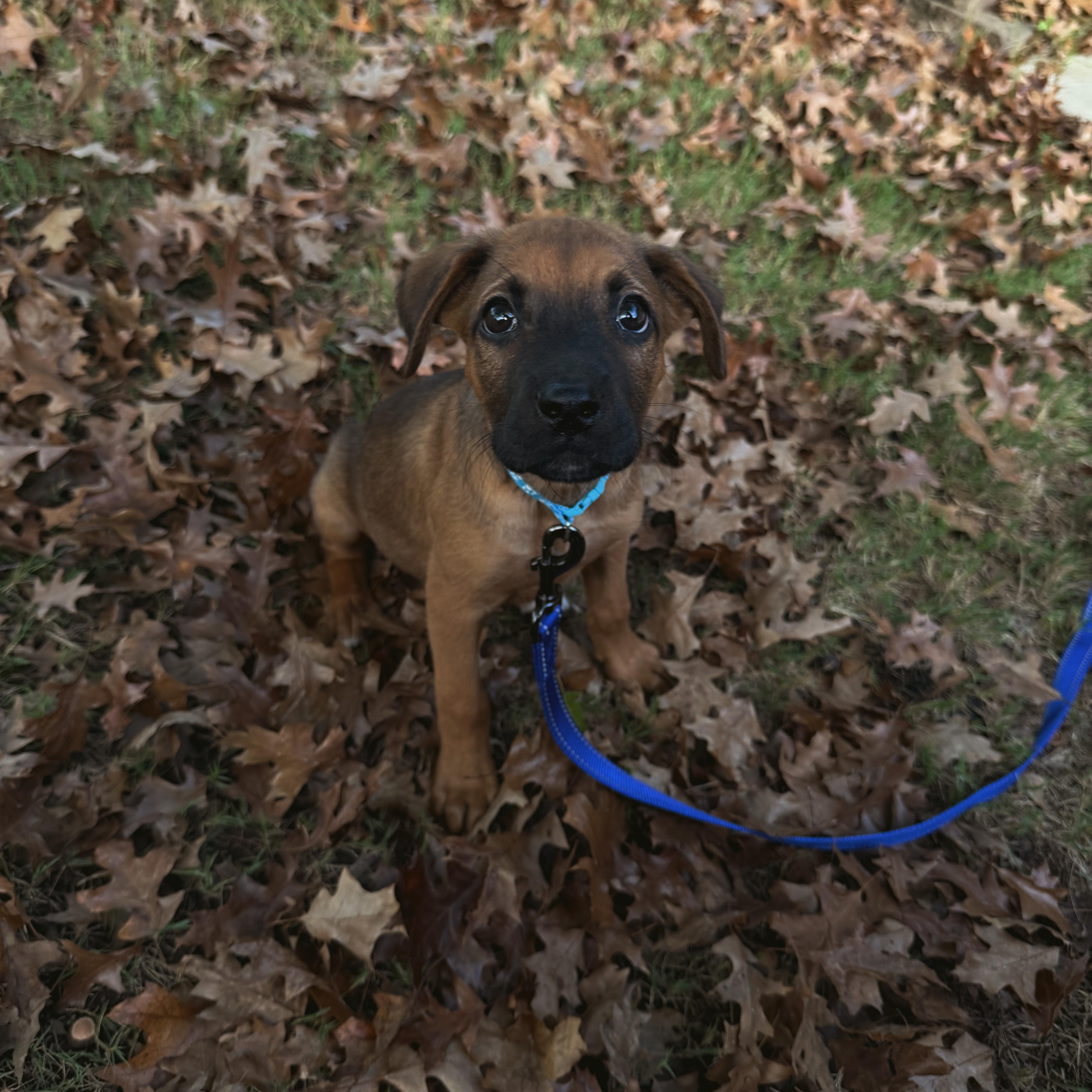 Enlarge Rusty, a Adopted Shepherd in Charlotte, NC image 2/4