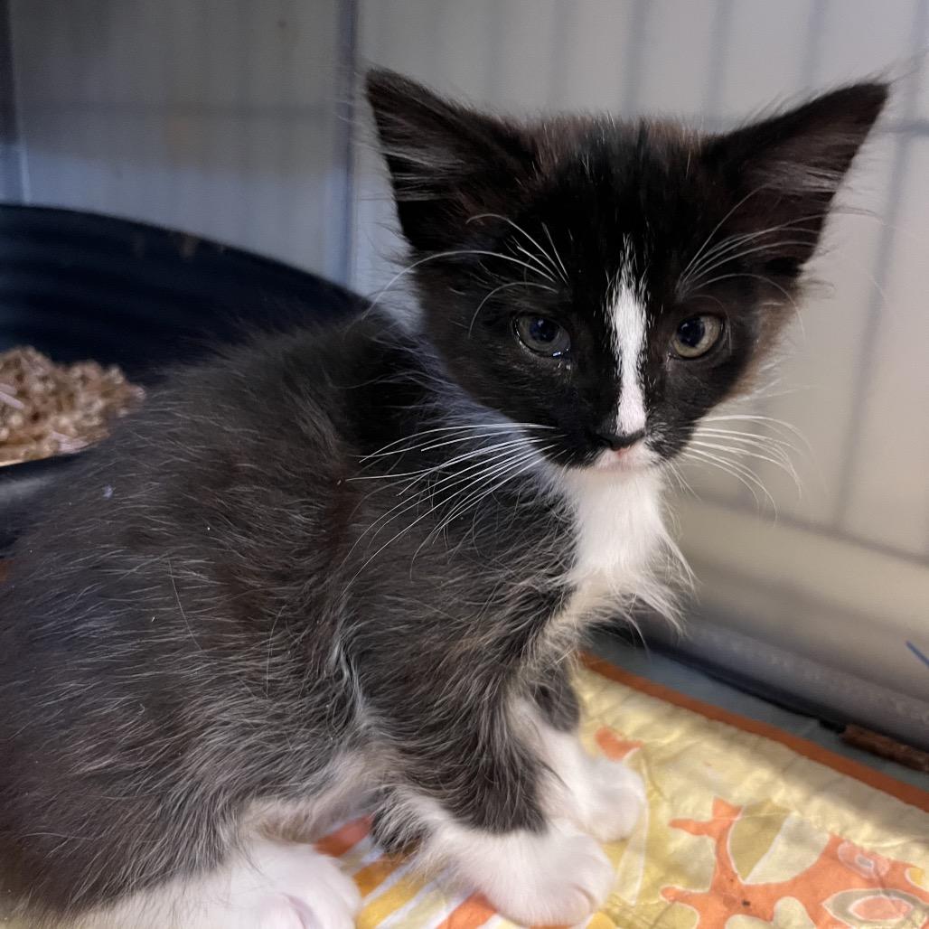 Tuxie, Adoptable, Kitten Male Domestic Medium Hair.