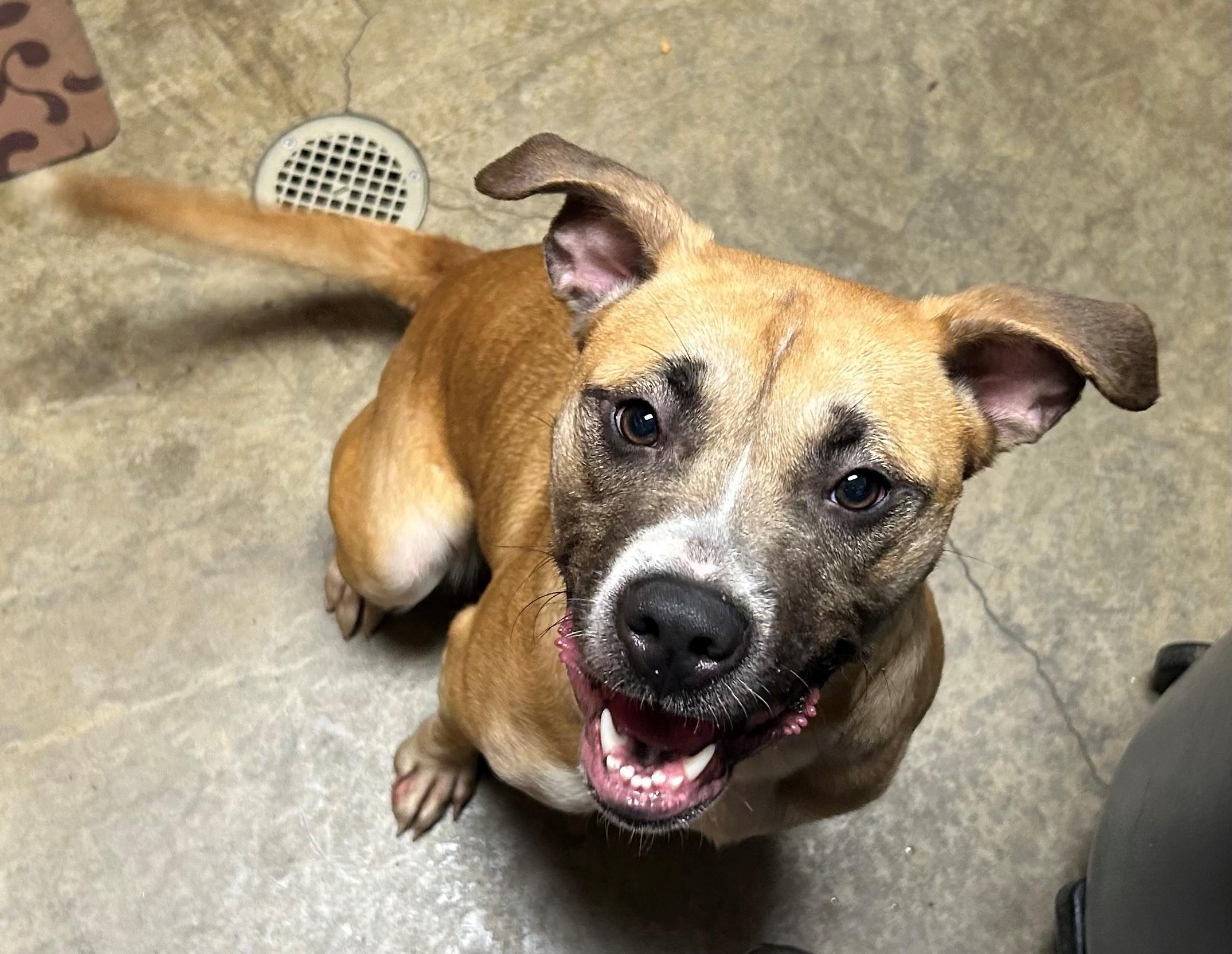 Enlarge Reese, a Adoptable mixed breed in Edinburg, VA image 1/1