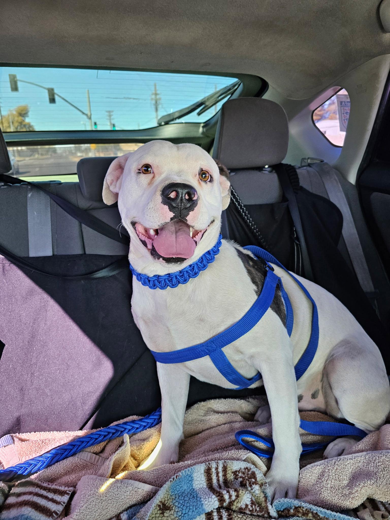 DREAMER, Adopted, Young Male Pit Bull Terrier.