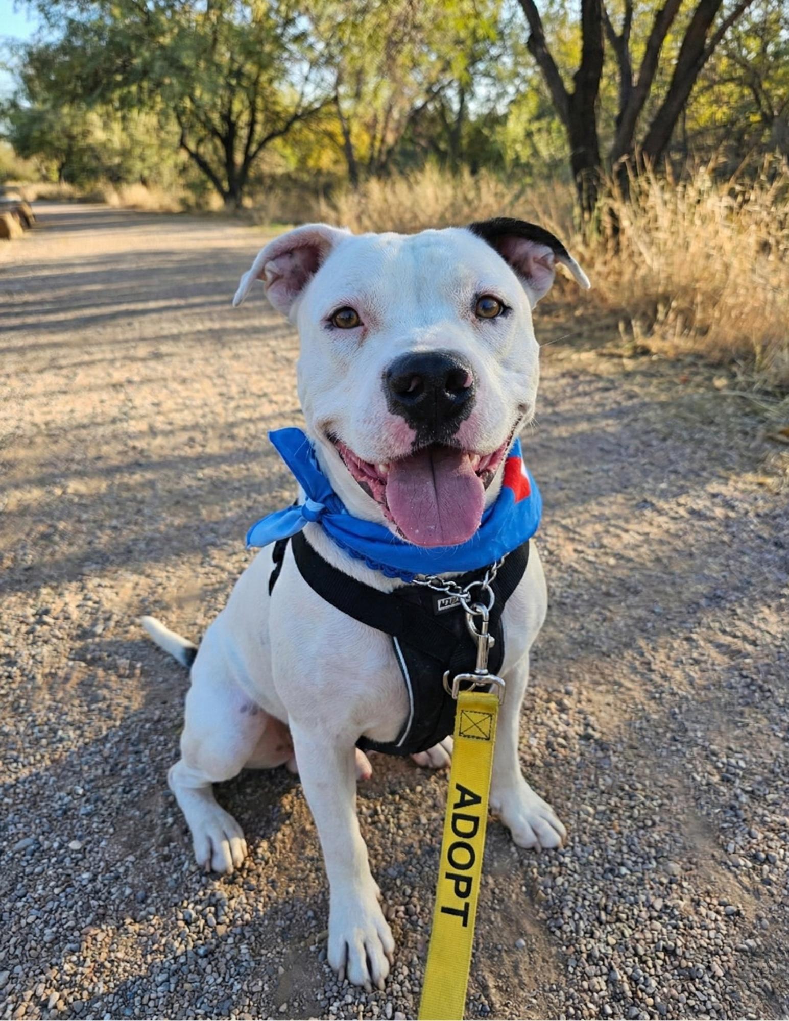 Enlarge DREAMER, a Adopted Pit Bull Terrier in Chandler, AZ image 2/3