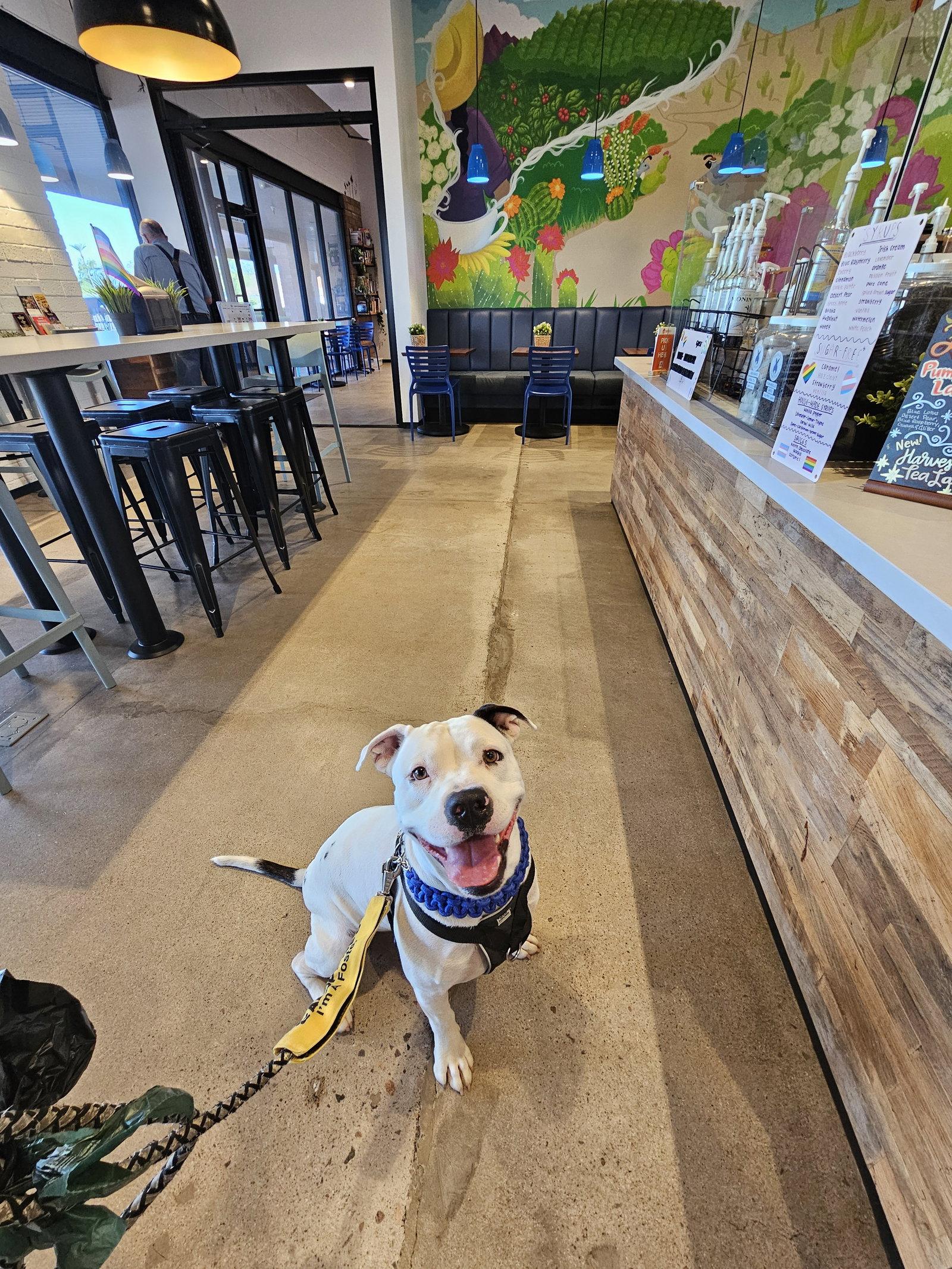 Enlarge DREAMER, a Adopted Pit Bull Terrier in Chandler, AZ image 3/3