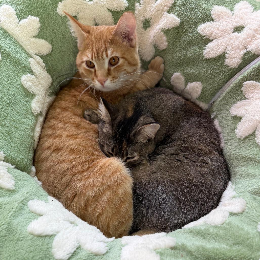 Enlarge Dolly, a Adoptable Domestic Short Hair in Lakewood, CO image 1/6