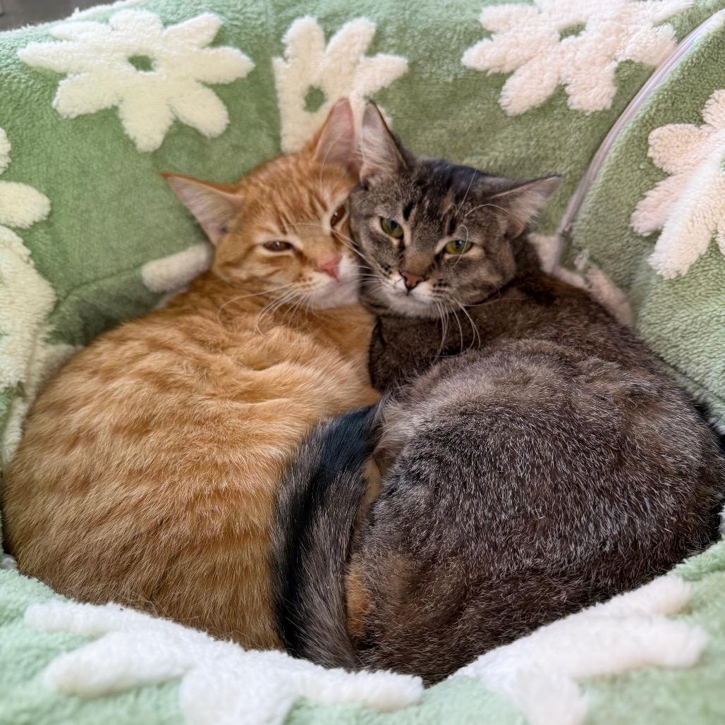 Enlarge Dolly, a Adoptable Domestic Short Hair in Lakewood, CO image 2/6