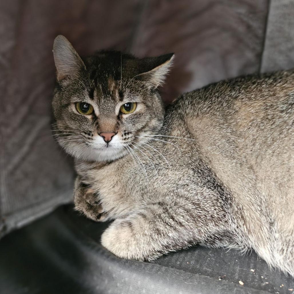 Enlarge Dolly, a Adoptable Domestic Short Hair in Lakewood, CO image 3/6