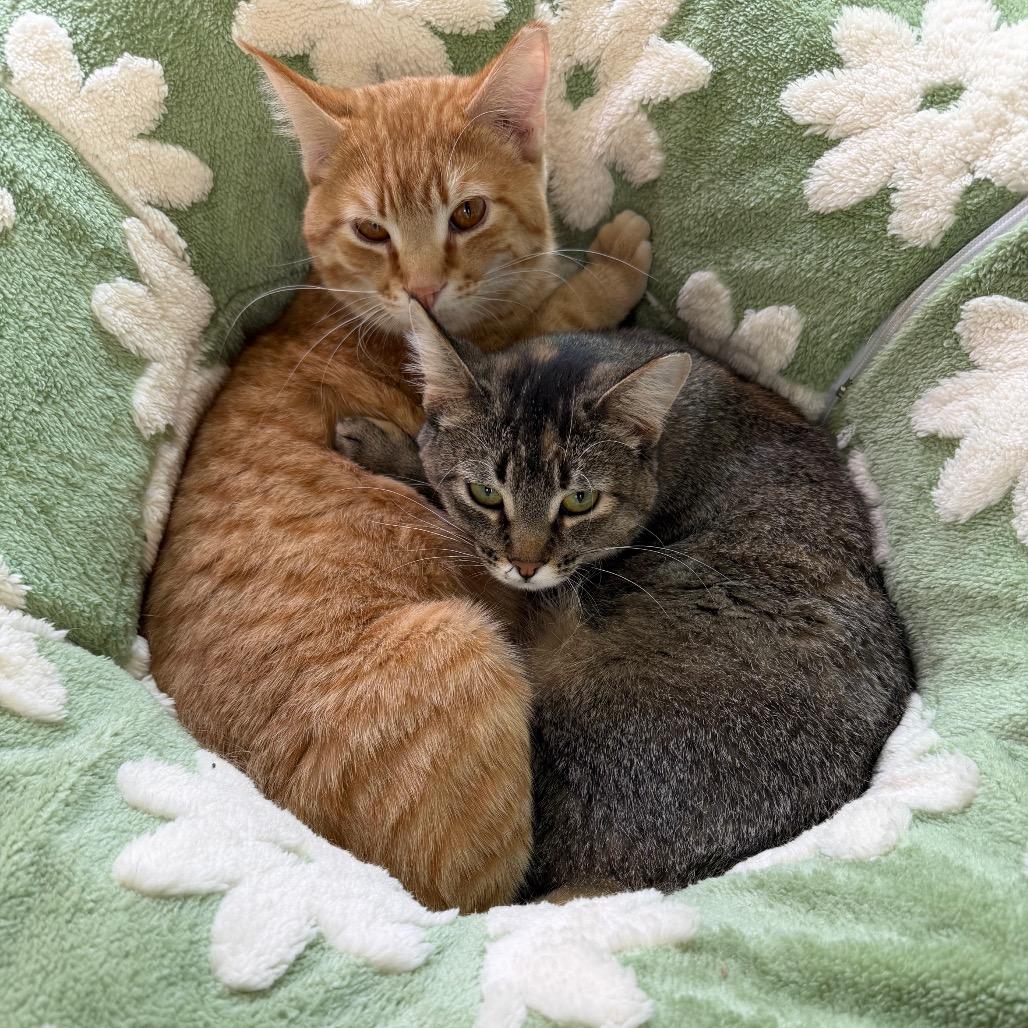 Enlarge Dolly, a Adoptable Domestic Short Hair in Lakewood, CO image 4/6