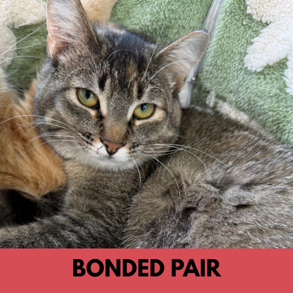 Enlarge Dolly, a Adoptable Domestic Short Hair in Lakewood, CO image 5/6